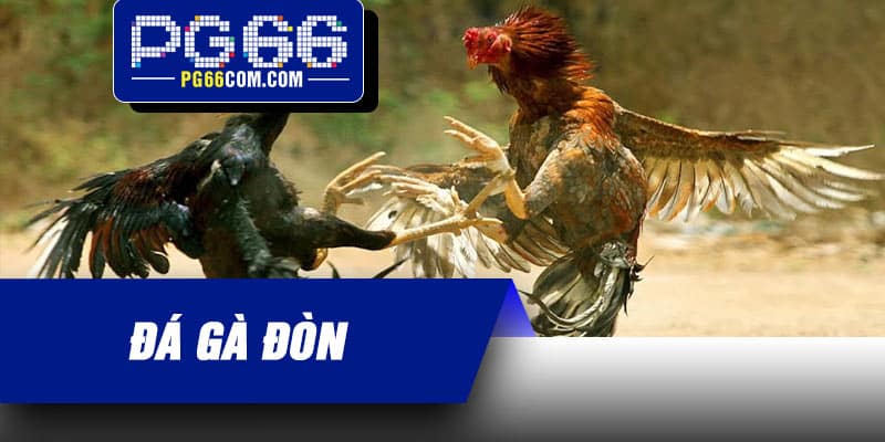 Đá Gà Đòn