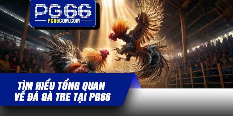 Tìm hiểu tổng quan về đá gà tre tại PG66
